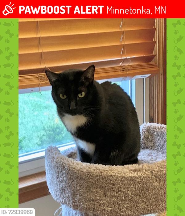 Lost Female Cat last seen Near Fairhills Rd W & Hamilton Rd, Minnetonka, MN 55345