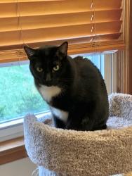 Lost Female Cat last seen Near Fairhills Rd W & Hamilton Rd, Minnetonka, MN 55345