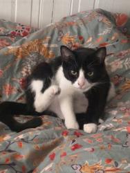 Reunited Female Cat last seen Near W Girard Ave, Philadelphia, PA 19123, USA, Philadelphia, PA 19123