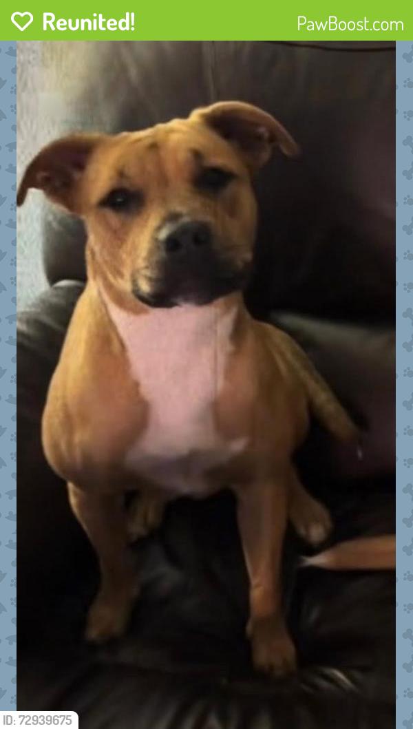 Reunited Female Dog last seen Thompson Rd, Texas 77318, USA, Montgomery County, TX 77318