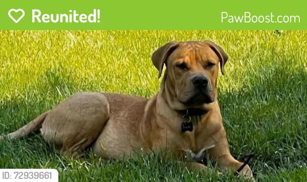 Reunited Male Dog last seen Thompson Rd, Texas 77318, USA, Montgomery County, TX 77318