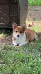 Lost Female Dog last seen 1st and Lewis, Tulsa, OK 74104