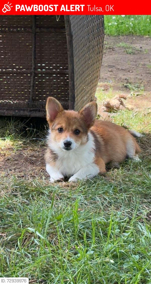 Lost Female Dog last seen 1st and Lewis, Tulsa, OK 74104
