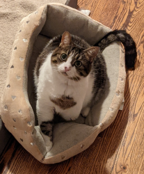 Reunited Female Cat last seen North Circle Drive between Paseo and Van Buren , Colorado Springs, CO 80909