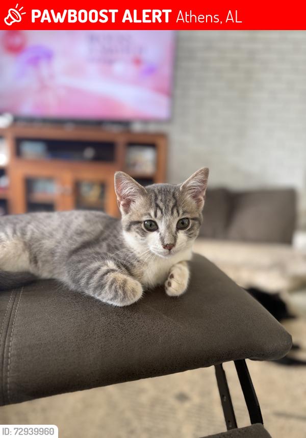 Lost Male Cat last seen Jones rd and Pepper rd in East Limestone , Athens, AL 35613