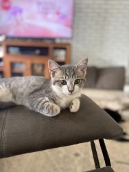 Lost Male Cat last seen Jones rd and Pepper rd in East Limestone , Athens, AL 35613