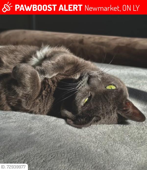 Lost Female Cat last seen Alexander rd, grace street, queen street . Newmarket, Newmarket, ON L3Y