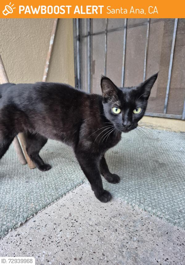 Surrendered Unknown Cat last seen Delhi Center in Santa Ana, Santa Ana, CA 92707