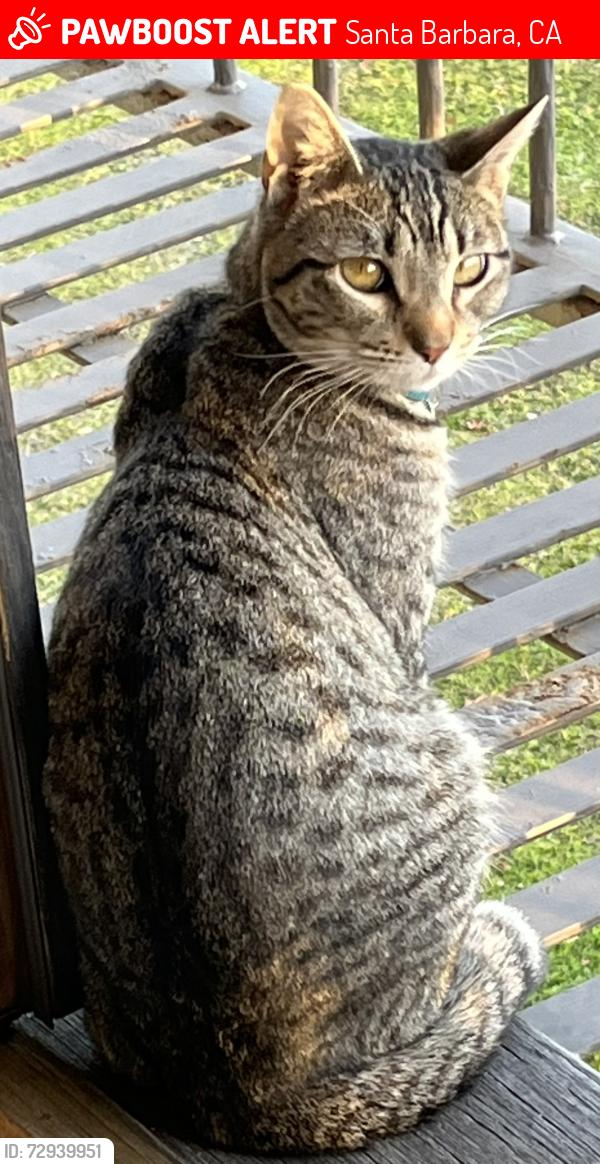 Lost Male Cat last seen Cima Linda Lane, Santa Barbara, CA 93108