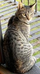 Lost Male Cat last seen Cima Linda Lane, Santa Barbara, CA 93108
