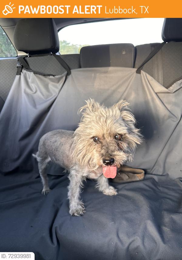 Found/Stray Female Dog last seen maxey park, Lubbock, TX 79410