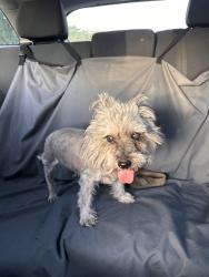 Found/Stray Female Dog last seen maxey park, Lubbock, TX 79410