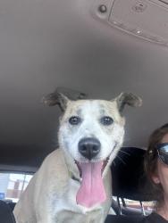 Reunited Female Dog last seen 32nd ave and Lamar, Wheat Ridge, CO 80033
