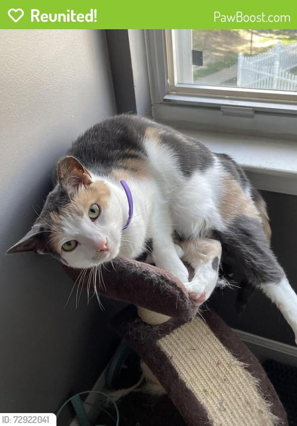 Reunited Female Cat last seen Maple Path Cir, Southfield, Perry Hall, MD 21236