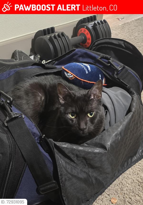 Lost Male Cat last seen Broadway & Highlands ranch pkwy, Littleton, CO 80129
