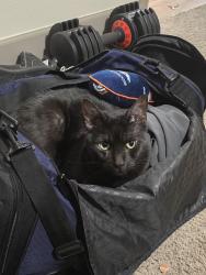 Lost Male Cat last seen Broadway & Highlands ranch pkwy, Littleton, CO 80129