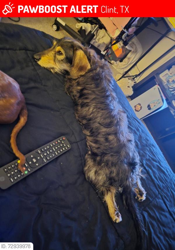 Lost Female Dog last seen Near Red River Rd, Clint, TX 79836