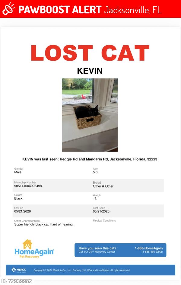 Lost Male Cat last seen Mandarin RD, Jacksonville, FL 32223