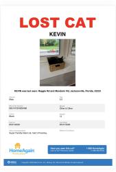 Lost Male Cat last seen Mandarin RD, Jacksonville, FL 32223