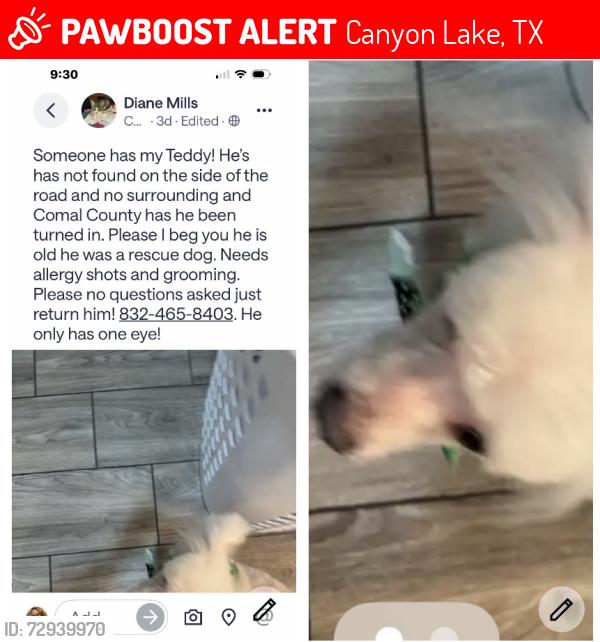 Lost Male Dog last seen Montview street canyon lake tx , Canyon Lake, TX 78133