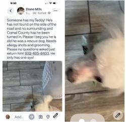 Lost Male Dog last seen Montview street canyon lake tx , Canyon Lake, TX 78133