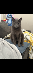 Lost Male Cat last seen Mountains Edge, Las Vegas, NV 89178