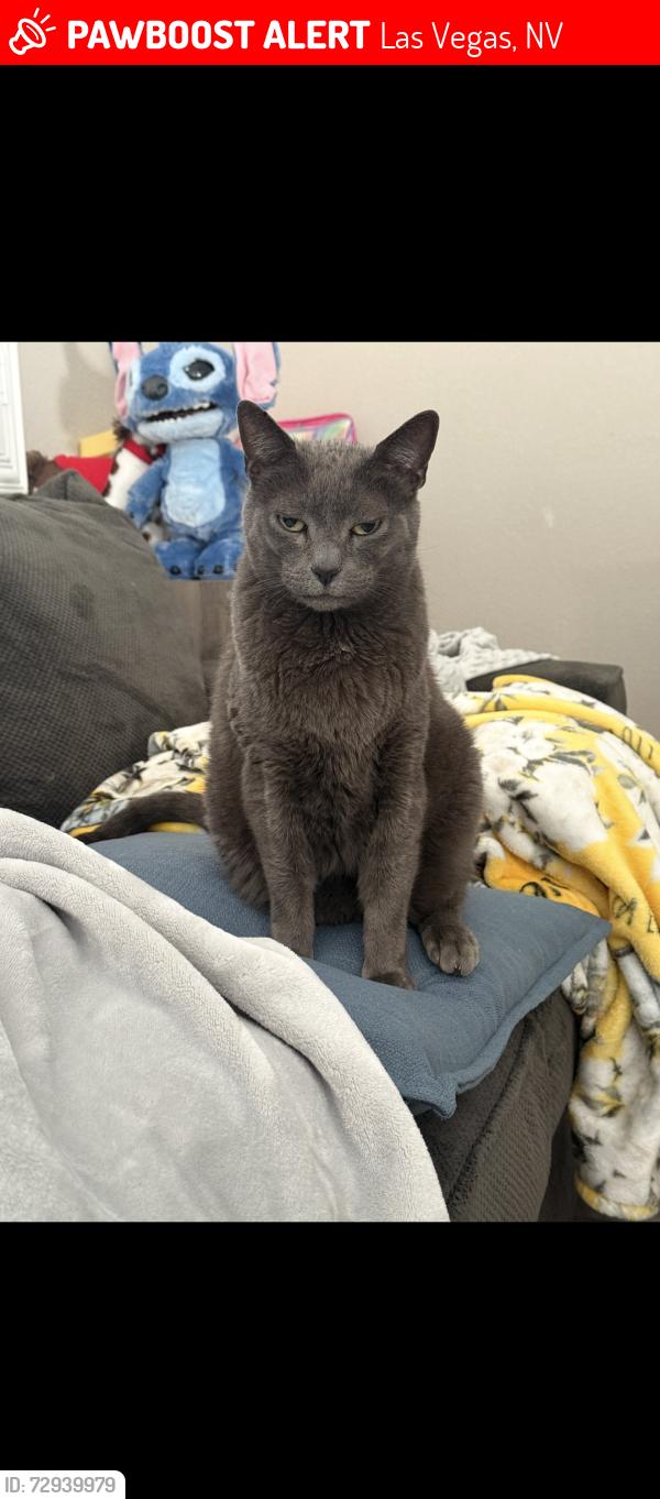 Lost Male Cat last seen Mountains Edge, Las Vegas, NV 89178