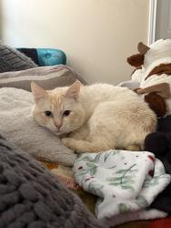 Lost Male Cat last seen Binz-Engleman , Northeast Side, TX 78109