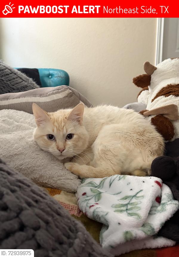Lost Male Cat last seen Binz-Engleman , Northeast Side, TX 78109