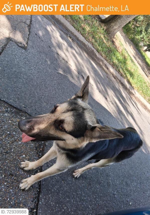 Found/Stray Male Dog last seen St. Bernard Memorial Gardens, Chalmette, LA 70043