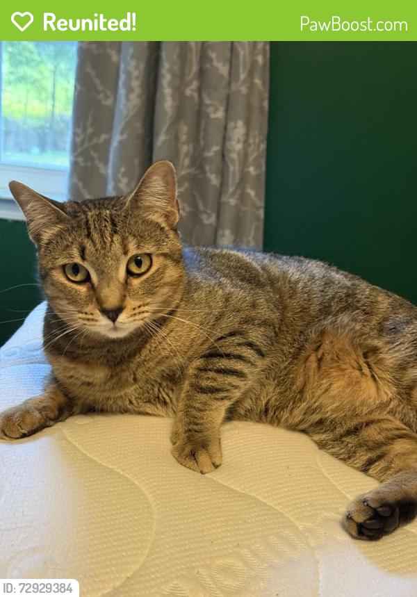 Reunited Female Cat last seen Kildaire church , Cary, NC 27511