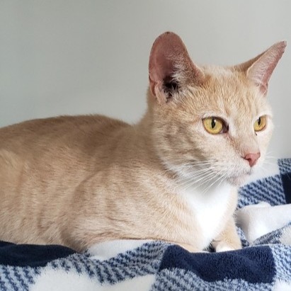Shelter Stray Female Cat last seen Oakland, CA 94603, Oakland, CA 94601