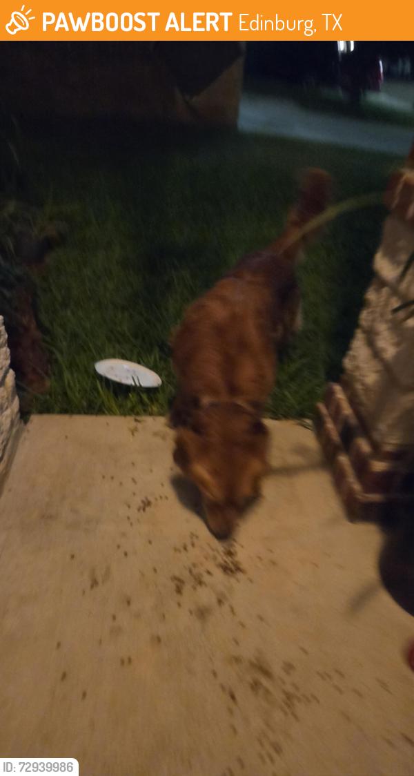 Found/Stray Unknown Dog last seen Fairhaven IV neighborhood 1st street Webster, Edinburg, TX 78542