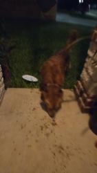 Found/Stray Unknown Dog last seen Fairhaven IV neighborhood 1st street Webster, Edinburg, TX 78542