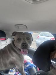 Reunited Male Dog last seen 32nd Ave and Lamar, Wheat Ridge, CO 80033