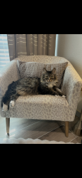 Lost Male Cat last seen Pinemont Drive, Midland, TX 79707