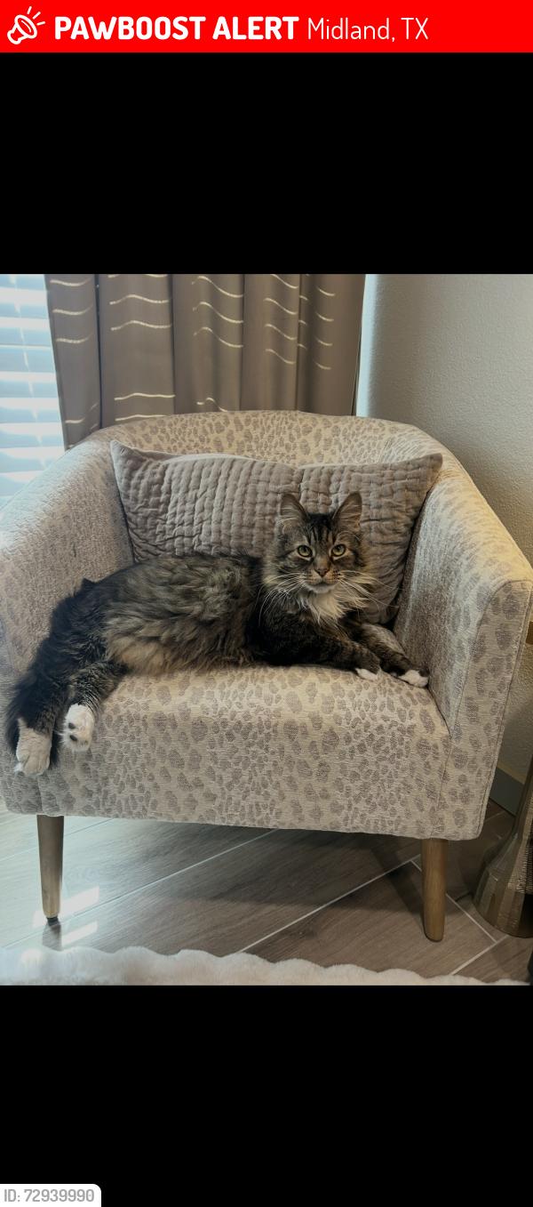 Lost Male Cat last seen Pinemont Drive, Midland, TX 79707