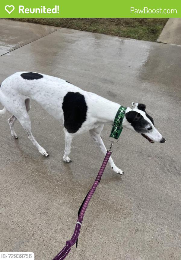 Reunited Female Dog last seen Woolstone drive by the neighborhood park, El Paso, TX 79928