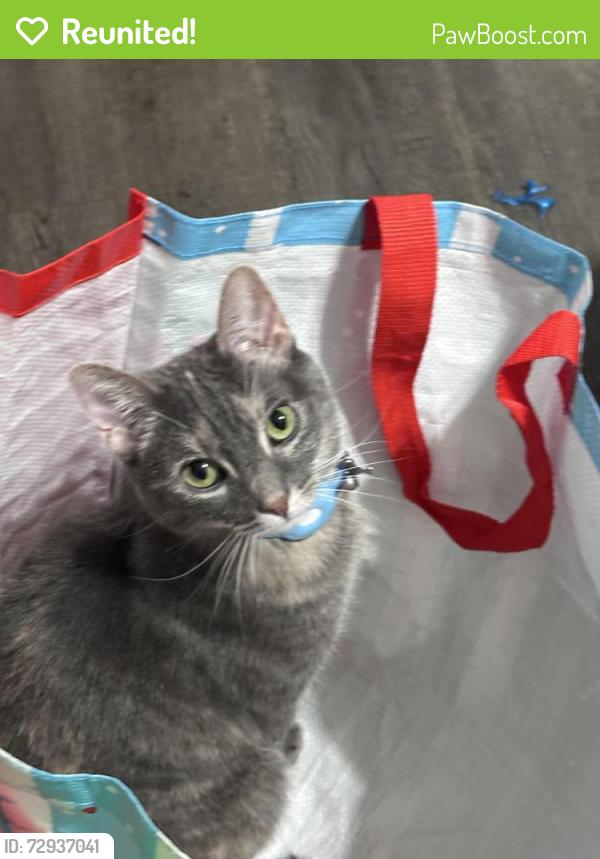 Reunited Female Cat last seen Between national and lapham, same block as the West Allis Animal hosp , West Allis, WI 53219