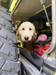 Reunited Male Dog last seen Highway 163 / County Road 750, Riceville TN, Riceville, TN 37370