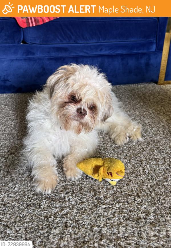 Found/Stray Male Dog last seen Fox meadow apmt , maple shade nj , Maple Shade, NJ 08052