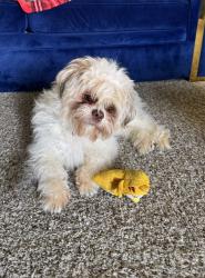 Found/Stray Male Dog last seen Fox meadow apmt , maple shade nj , Maple Shade, NJ 08052