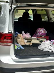 Lost Female Cat last seen  Nw 16th west of Rockwelll in the Royal oaks neighborhood. , Oklahoma City, OK 73127