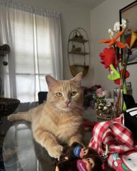 Lost Male Cat last seen 2nd st , Wichita, KS 67208
