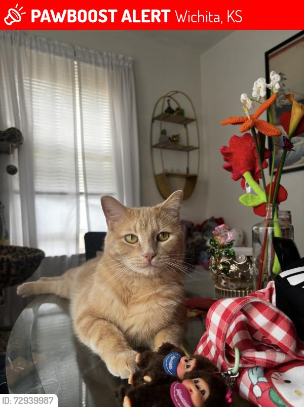 Lost Male Cat last seen 2nd st , Wichita, KS 67208