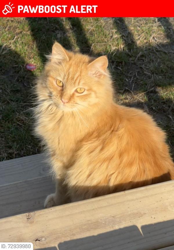Lost Male Cat last seen McMurray Rd, Henderson County, NC 28731