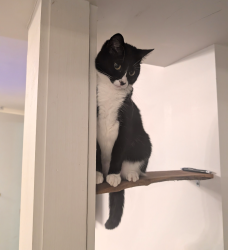 Lost Female Cat last seen Tiger Drive Wentzville, Wentzville, MO 63385