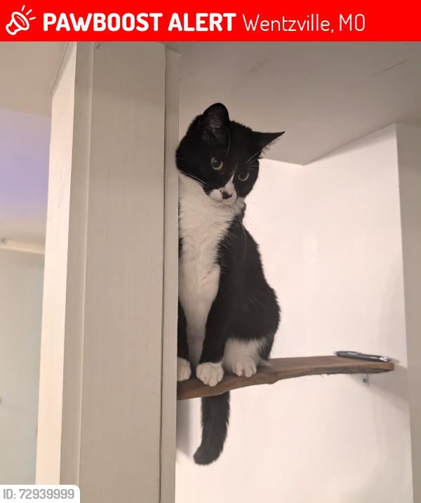 Lost Female Cat last seen Tiger Drive Wentzville, Wentzville, MO 63385