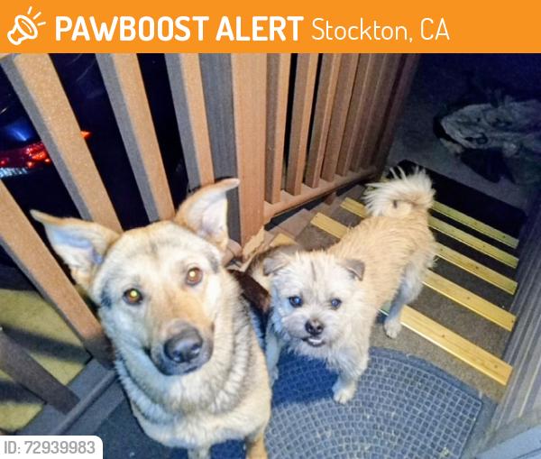 Found/Stray Female Dog last seen Trailor Park, Stockton, CA 95210