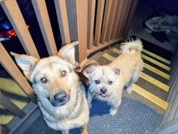 Found/Stray Female Dog last seen Trailor Park, Stockton, CA 95210